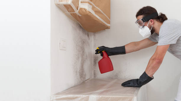 Professional Attic Mold Remediation technician working in Elmhurst, IL